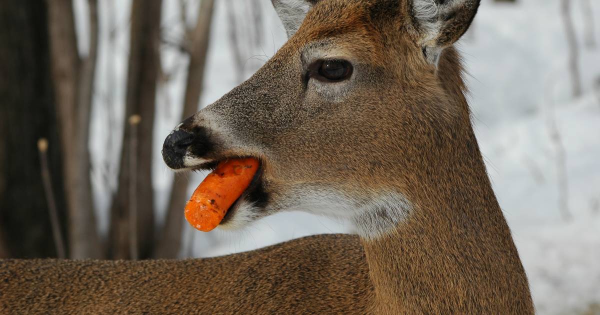 Feeding deer now an illegal practice! City of MontTremblant